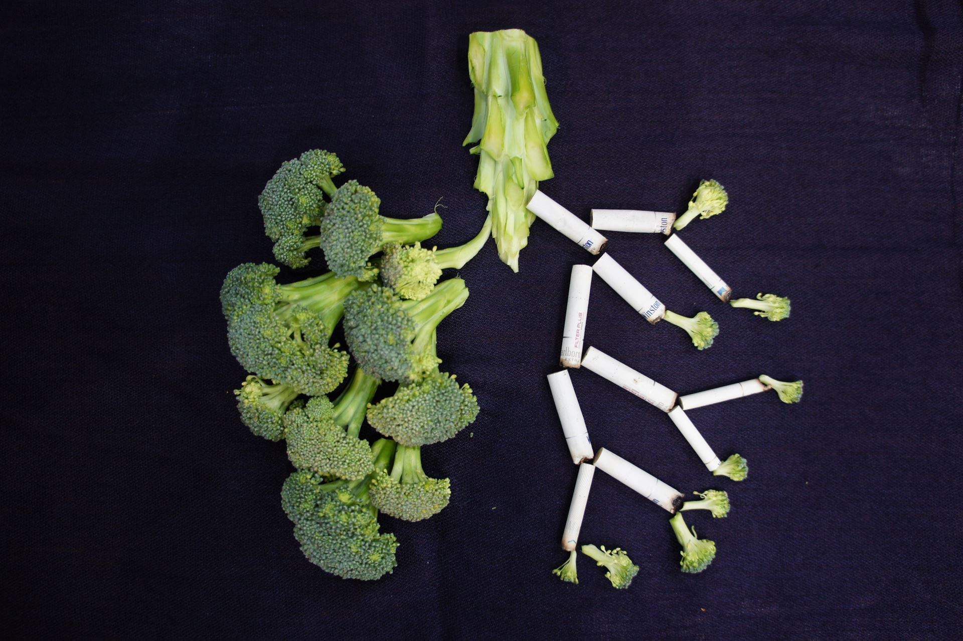 Lungs
